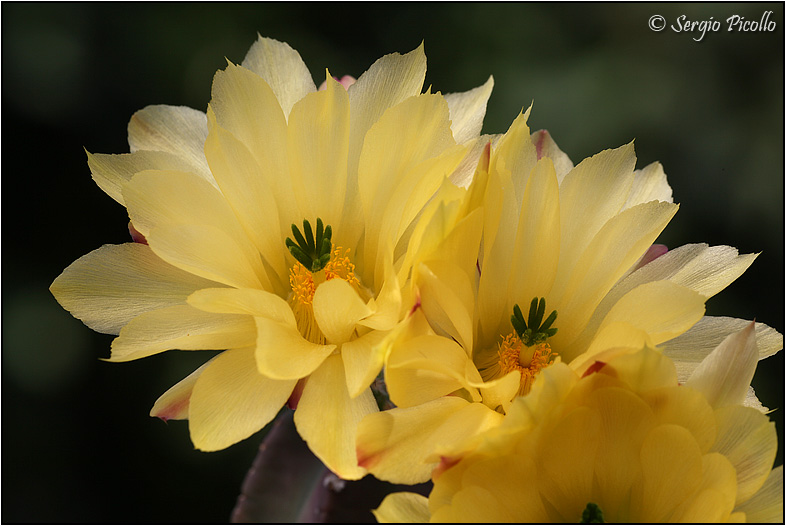 Echinocereus subinermis 