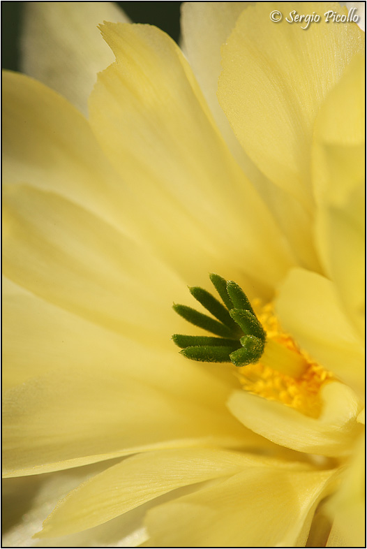 Echinocereus subinermis 