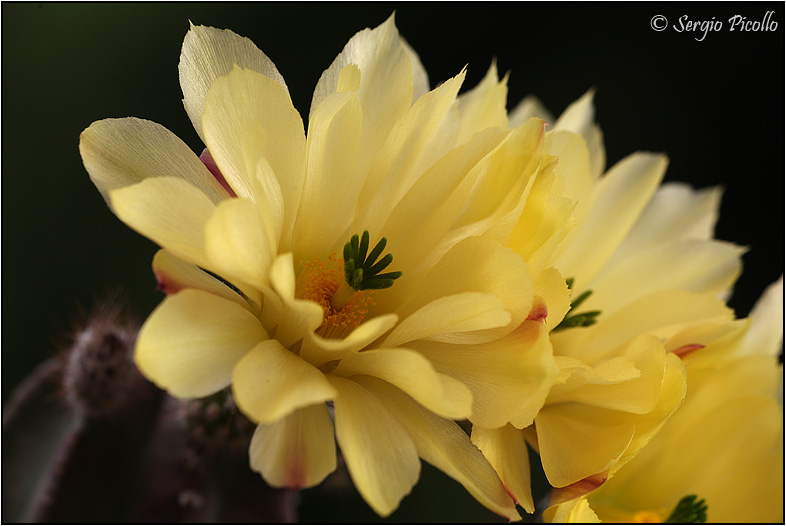 Echinocereus subinermis 