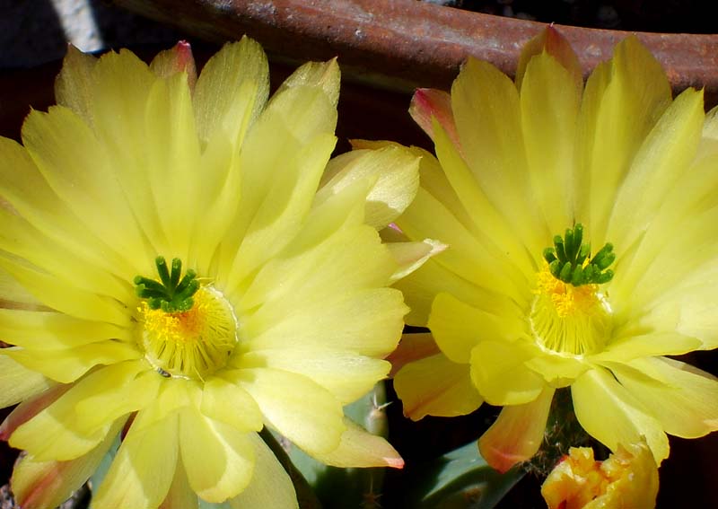 Echinocereus  subinermis 