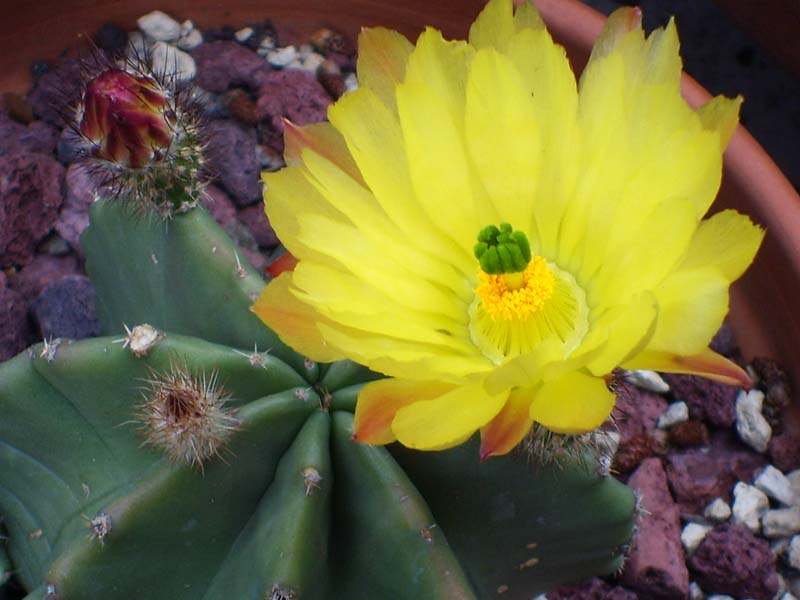 Echinocereus  subinermis 
