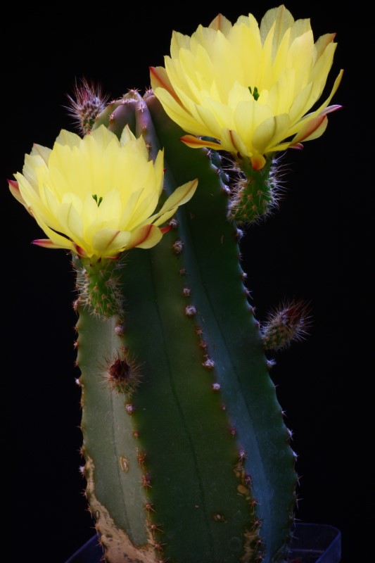 Echinocereus subinermis 