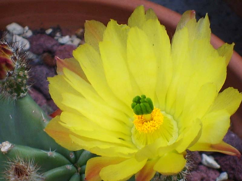 Echinocereus  subinermis 