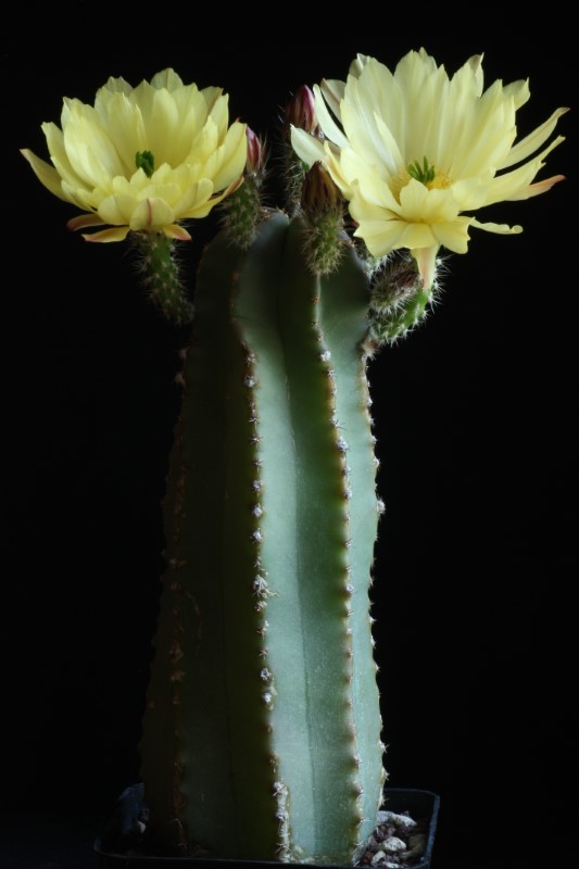 Echinocereus subinermis 