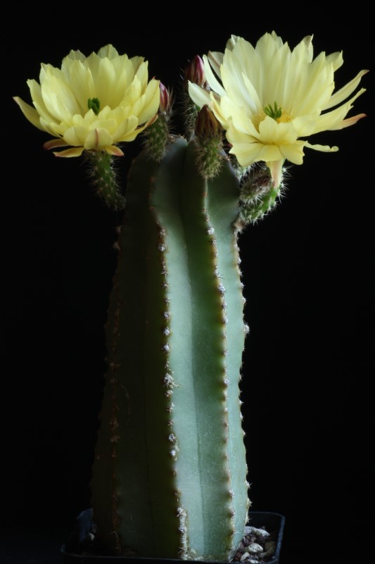 Echinocereus  subinermis 