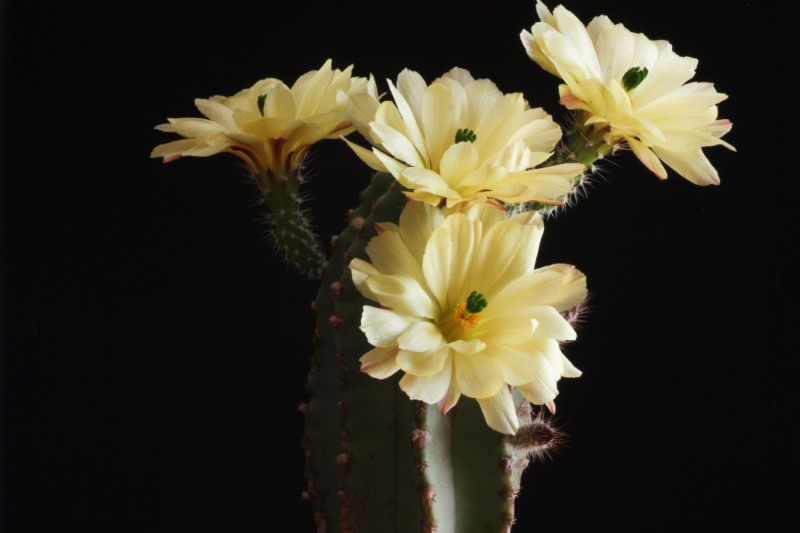 Echinocereus  subinermis 