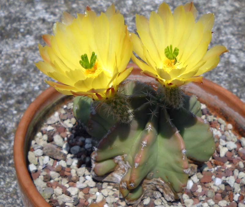 Echinocereus subinermis 