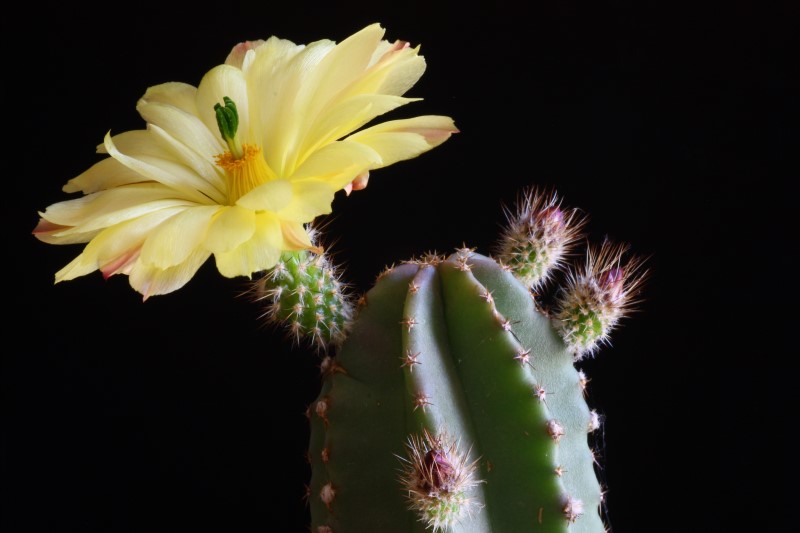 Echinocereus  subinermis 