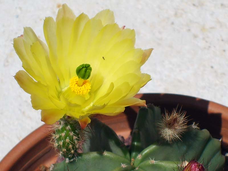 Echinocereus subinermis 