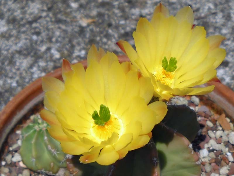 Echinocereus subinermis 