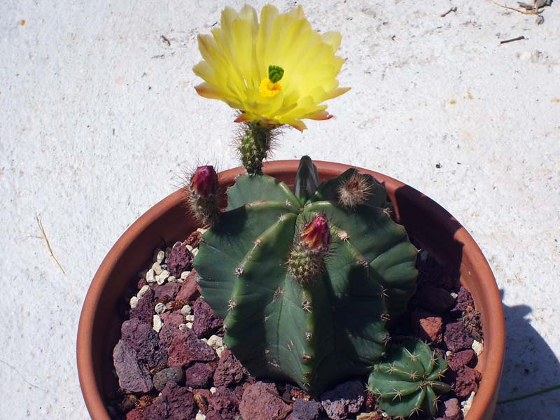 Echinocereus subinermis 