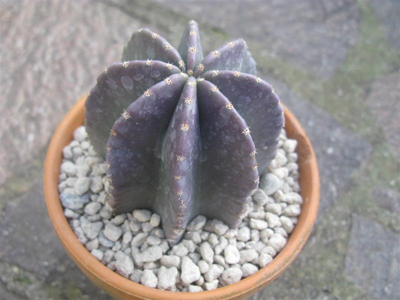 Echinocereus  subinermis 