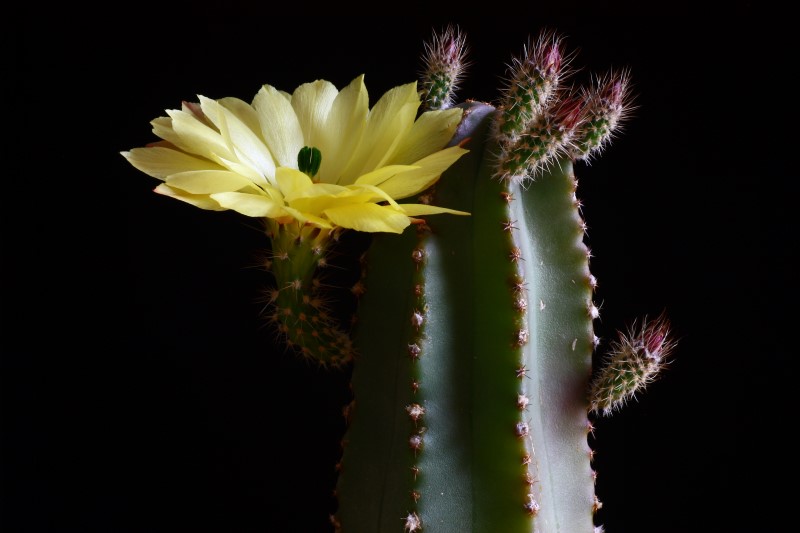 Echinocereus  subinermis 