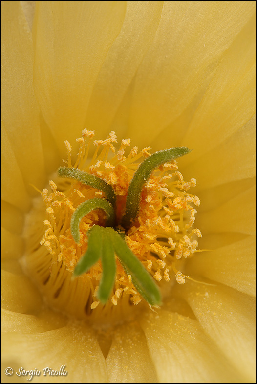 Echinocereus subinermis 