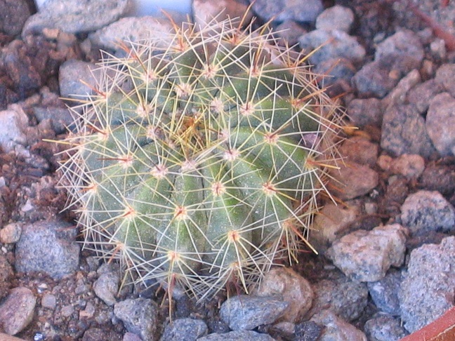 Echinocereus subinermis ssp. ochoterenae 