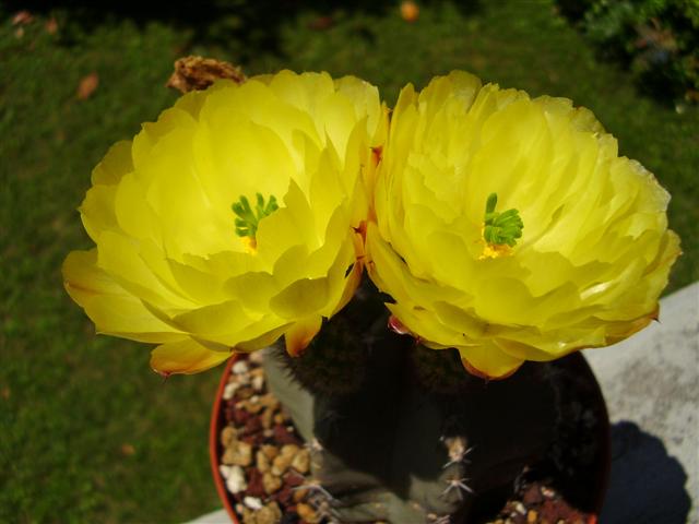 echinocereus subinermis v. luteus