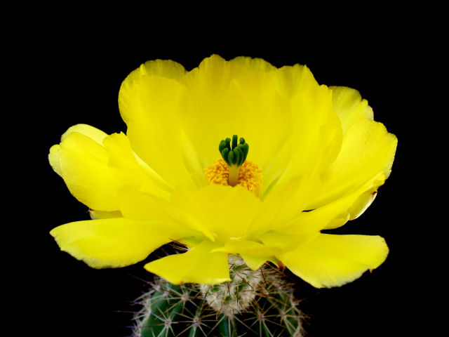 Echinocereus subinermis ssp. ochoterenae 