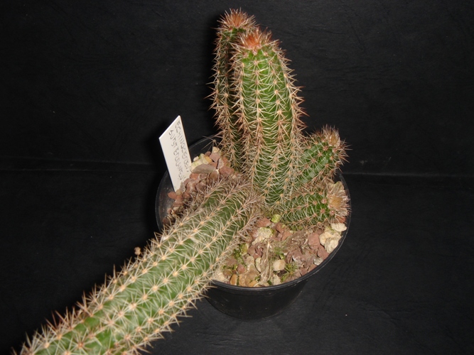 Echinocereus  stoloniferus 