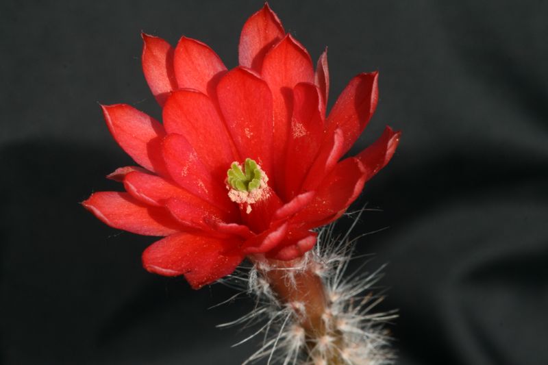 echinocereus  subterraneus