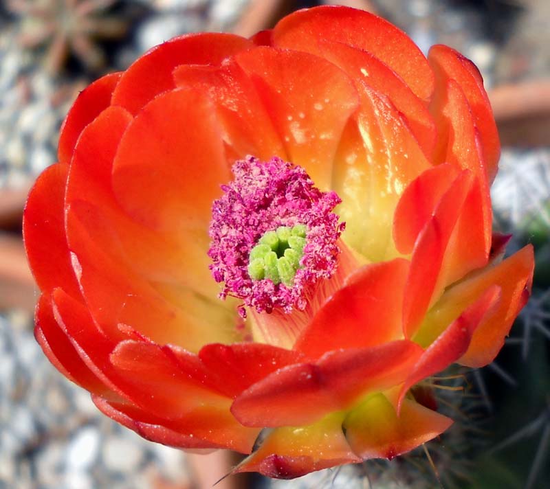 Echinocereus triglochidiatus 