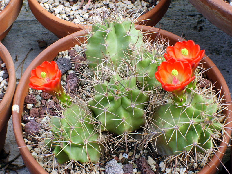 Echinocereus triglochidiatus 