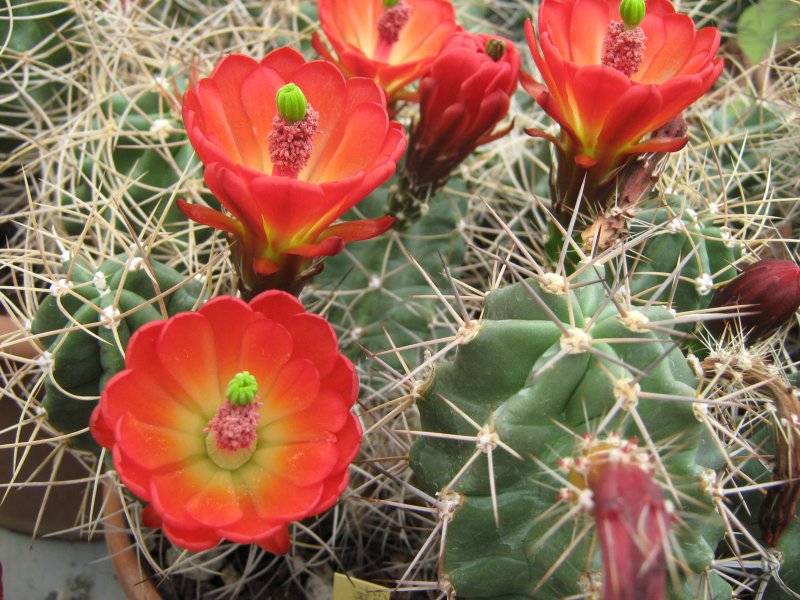 Echinocereus triglochidiatus 