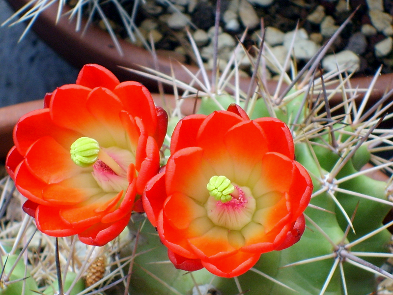 Echinocereus triglochidiatus 