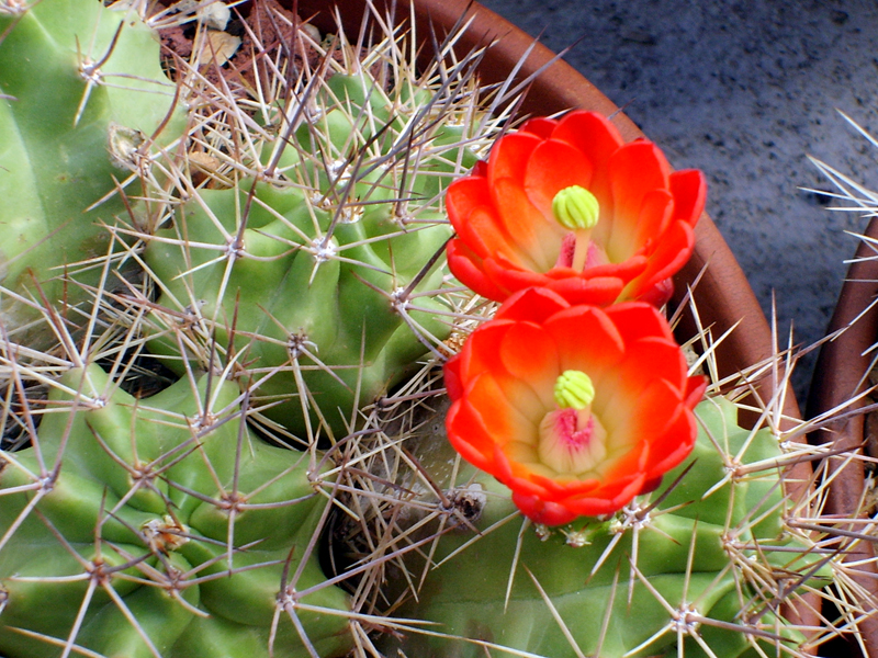 Echinocereus triglochidiatus 