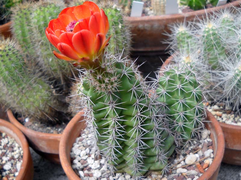 Echinocereus  triglochidiatus 