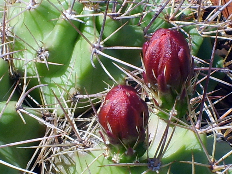 Echinocereus  triglochidiatus 