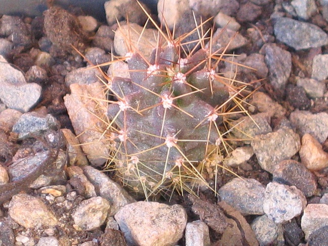 Echinocereus triglochidiatus ssp. gonacanthus 