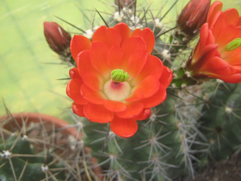 echinocereus  triglochidiatus v. gurneyi