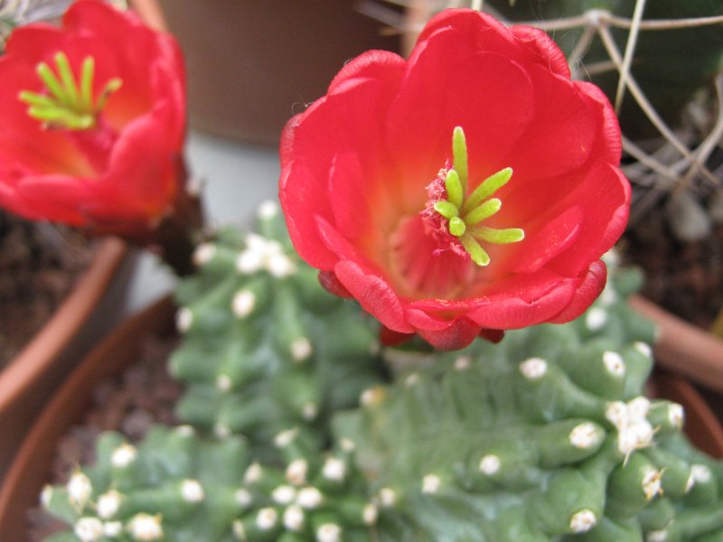 Echinocereus  triglochidiatus ssp. mojavensis f. inermis SB686