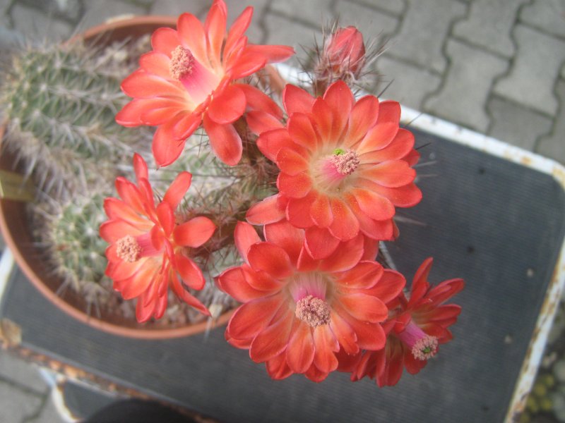 Echinocereus  triglochidiatus v. neomexicanus 