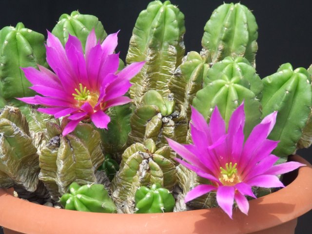 Echinocereus  viereckii ssp. morricalii 