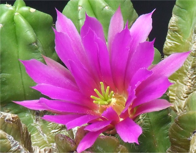 Echinocereus  viereckii ssp. morricalii 