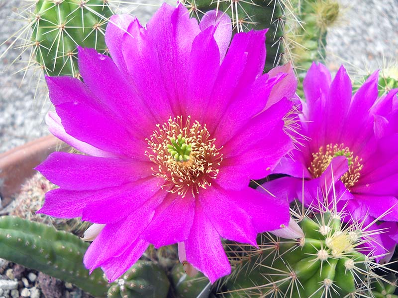 Echinocereus viereckii 