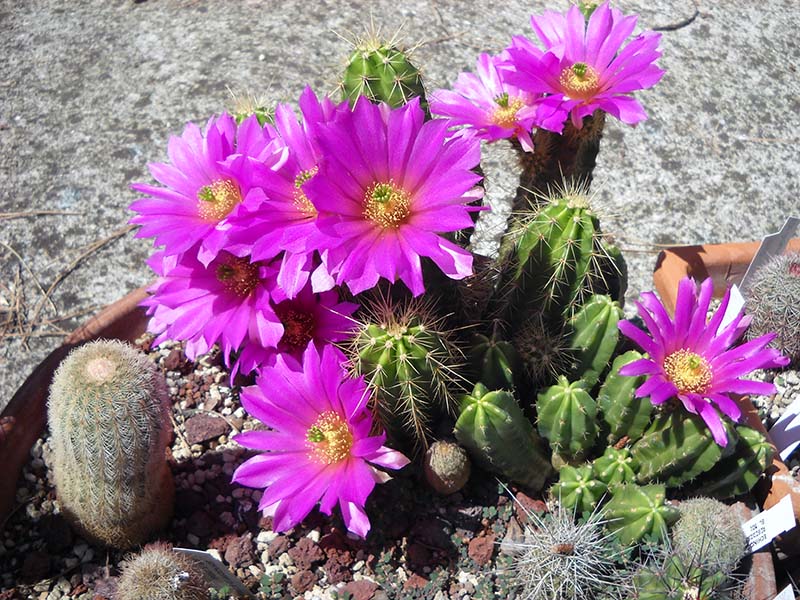 Echinocereus  viereckii 