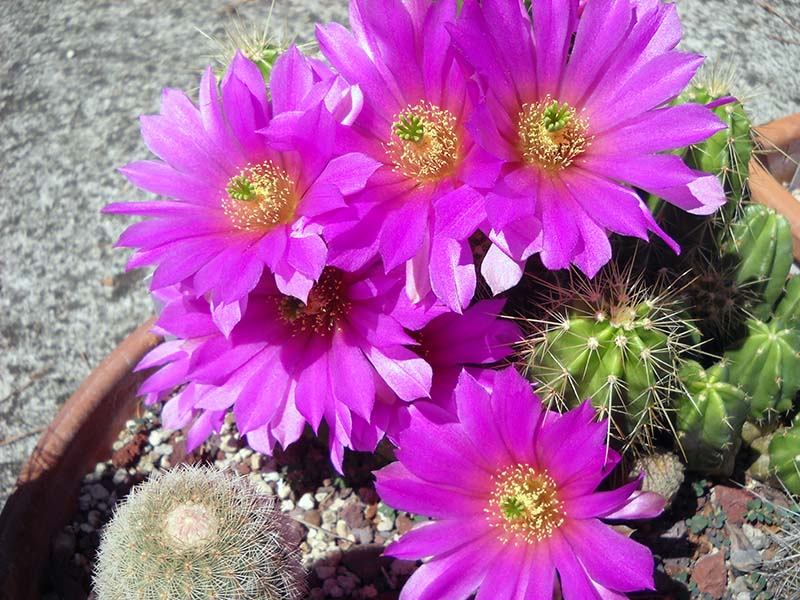 Echinocereus viereckii 