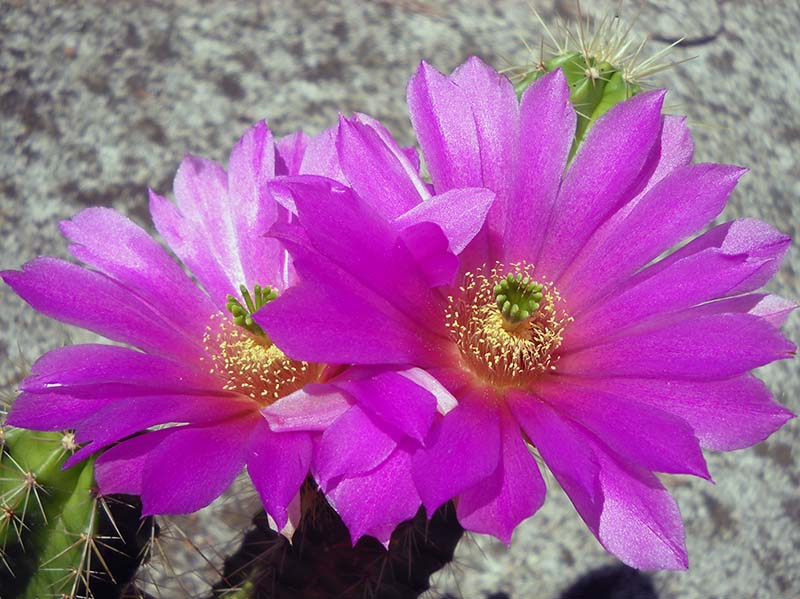 Echinocereus viereckii 