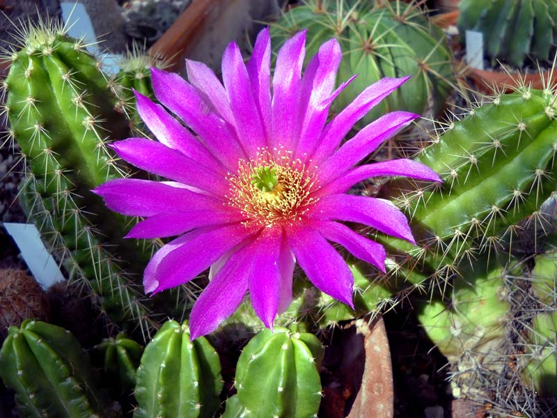 Echinocereus  viereckii 