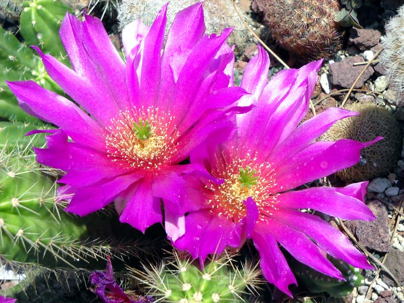 Echinocereus viereckii 