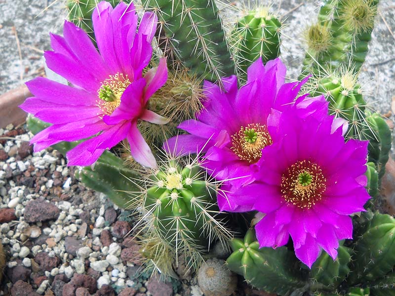 Echinocereus viereckii 