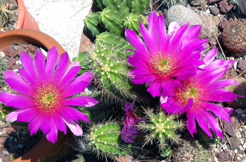 Echinocereus  viereckii 