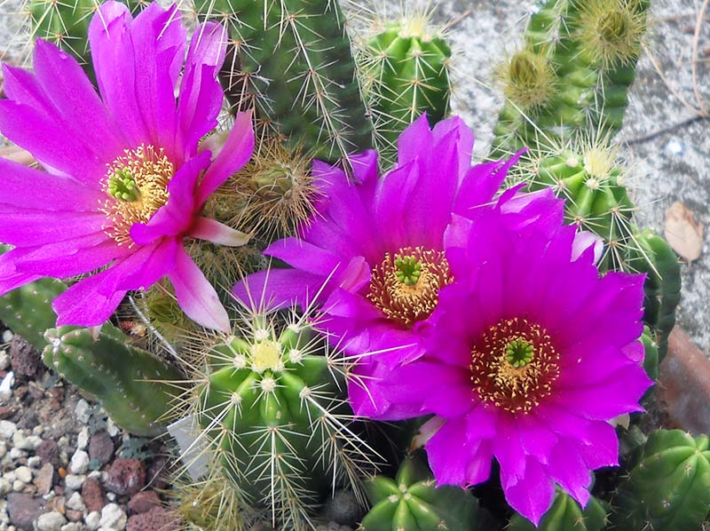 Echinocereus viereckii 