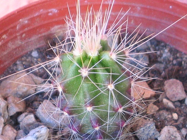 echinocereus vierekii ssp. huatacensis