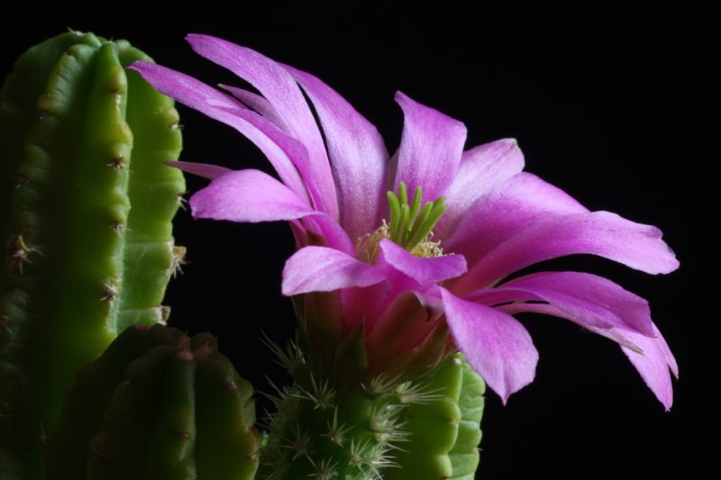 Echinocereus  viereckii ssp. morricalii 