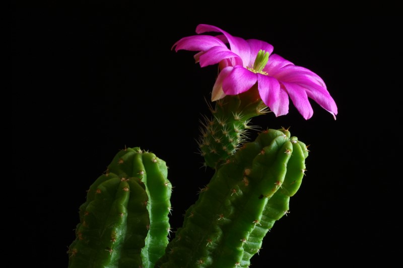 Echinocereus  viereckii ssp. morricalii 