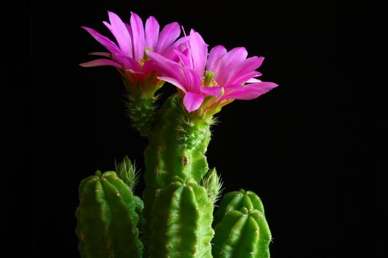 Echinocereus  viereckii ssp. morricalii 