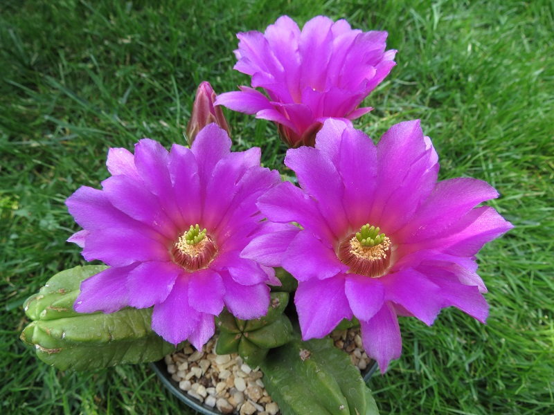 Echinocereus viereckii ssp. morricalii 